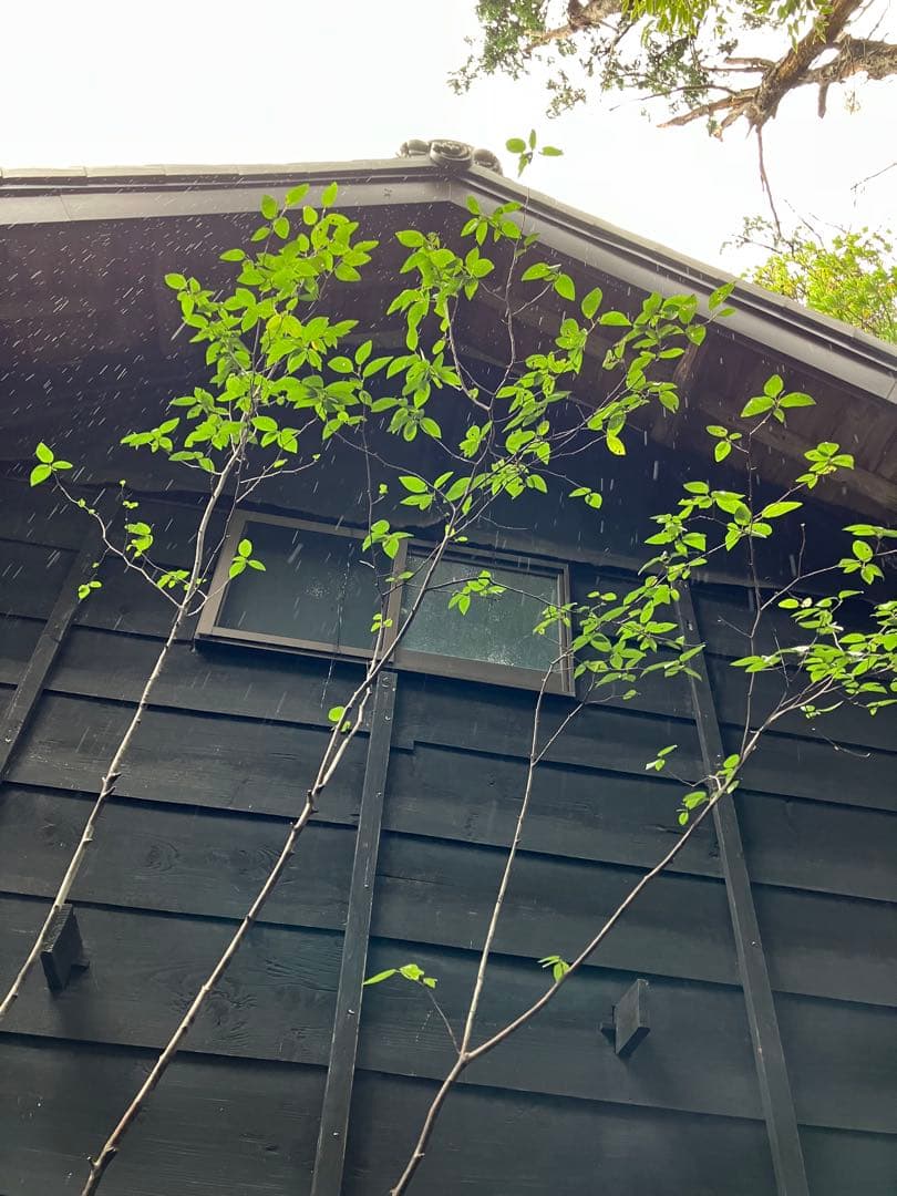 70 希少　山採り　ザイフリボク