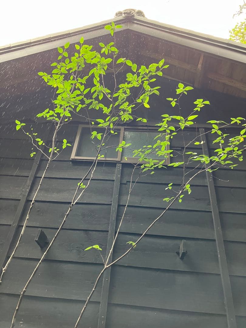 70 希少　山採り　ザイフリボク