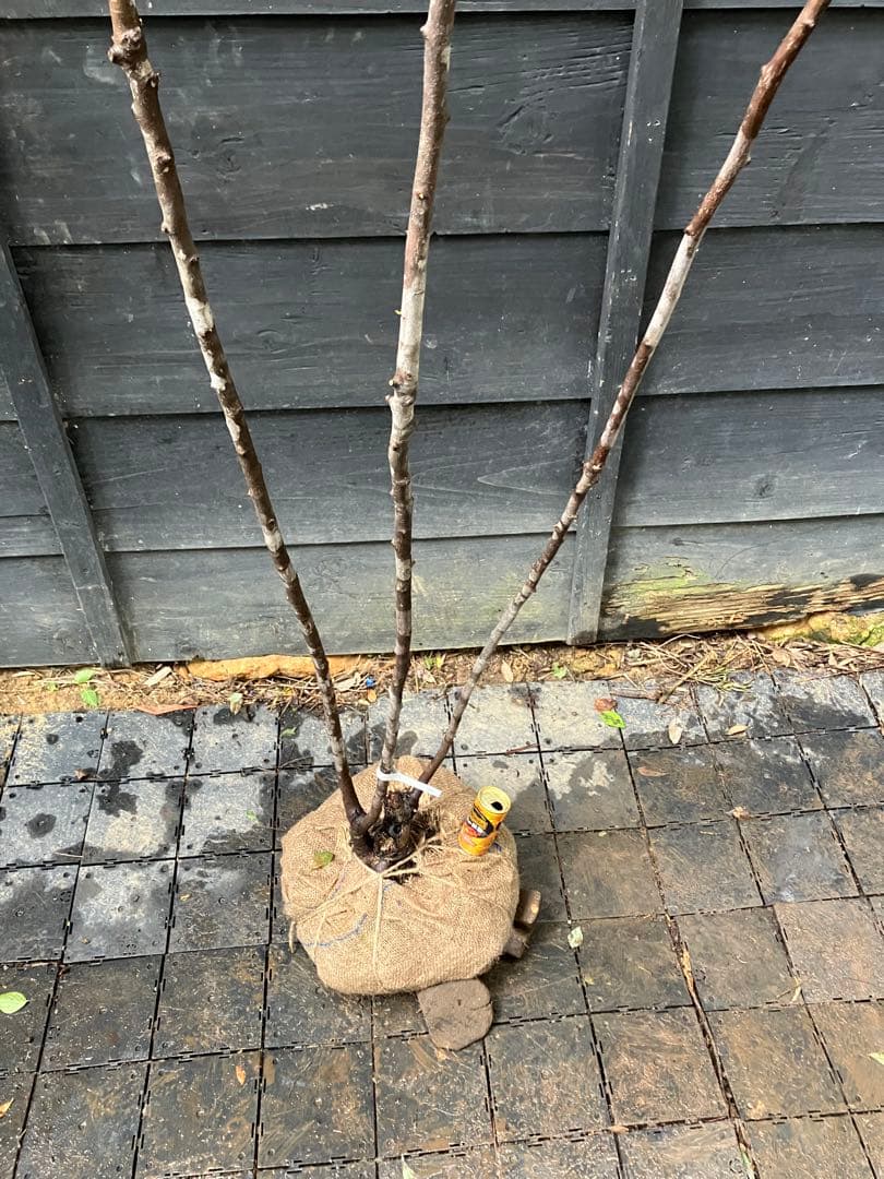 70 希少　山採り　ザイフリボク