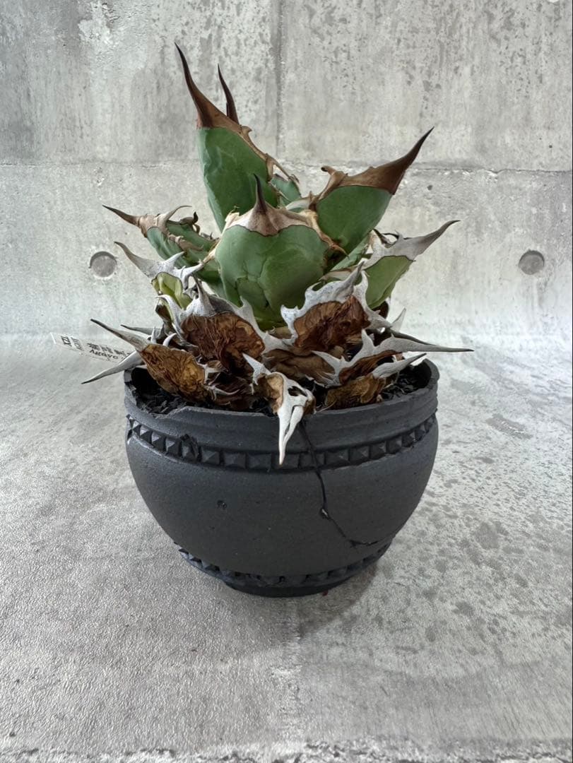 精品黒刺厳龍 XZL産 チタノタ アガベ kikko broken 鉢付