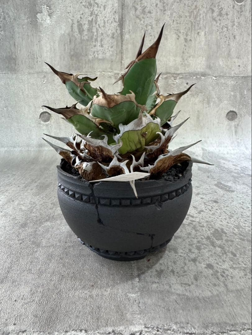 精品黒刺厳龍 XZL産 チタノタ アガベ kikko broken 鉢付