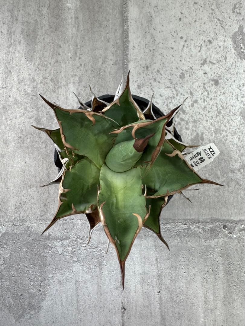 精品黒刺厳龍 XZL産 チタノタ アガベ kikko broken 鉢付