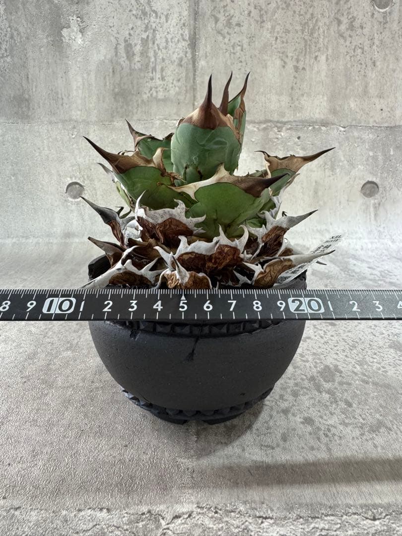 精品黒刺厳龍 XZL産 チタノタ アガベ kikko broken 鉢付