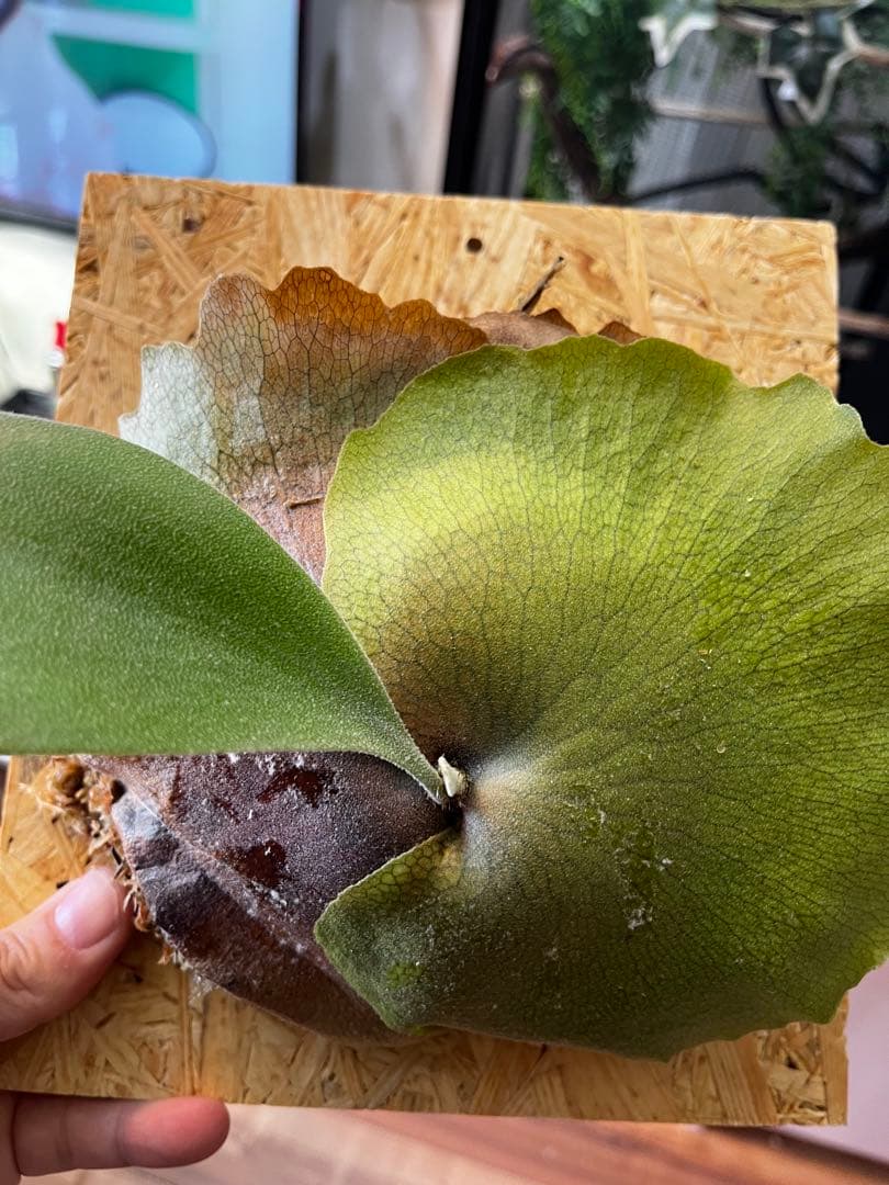 ビカクシダ　フーンシキ　子株