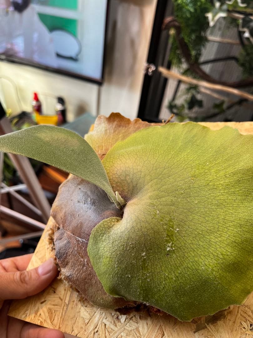 ビカクシダ　フーンシキ　子株