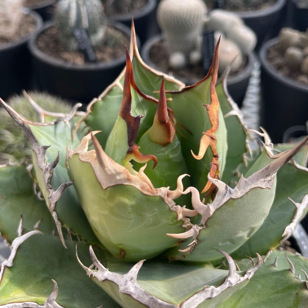 アガベ チタノタ ホワイトライノ 白犀牛 シロサイ 5号ブラックポットマーブル