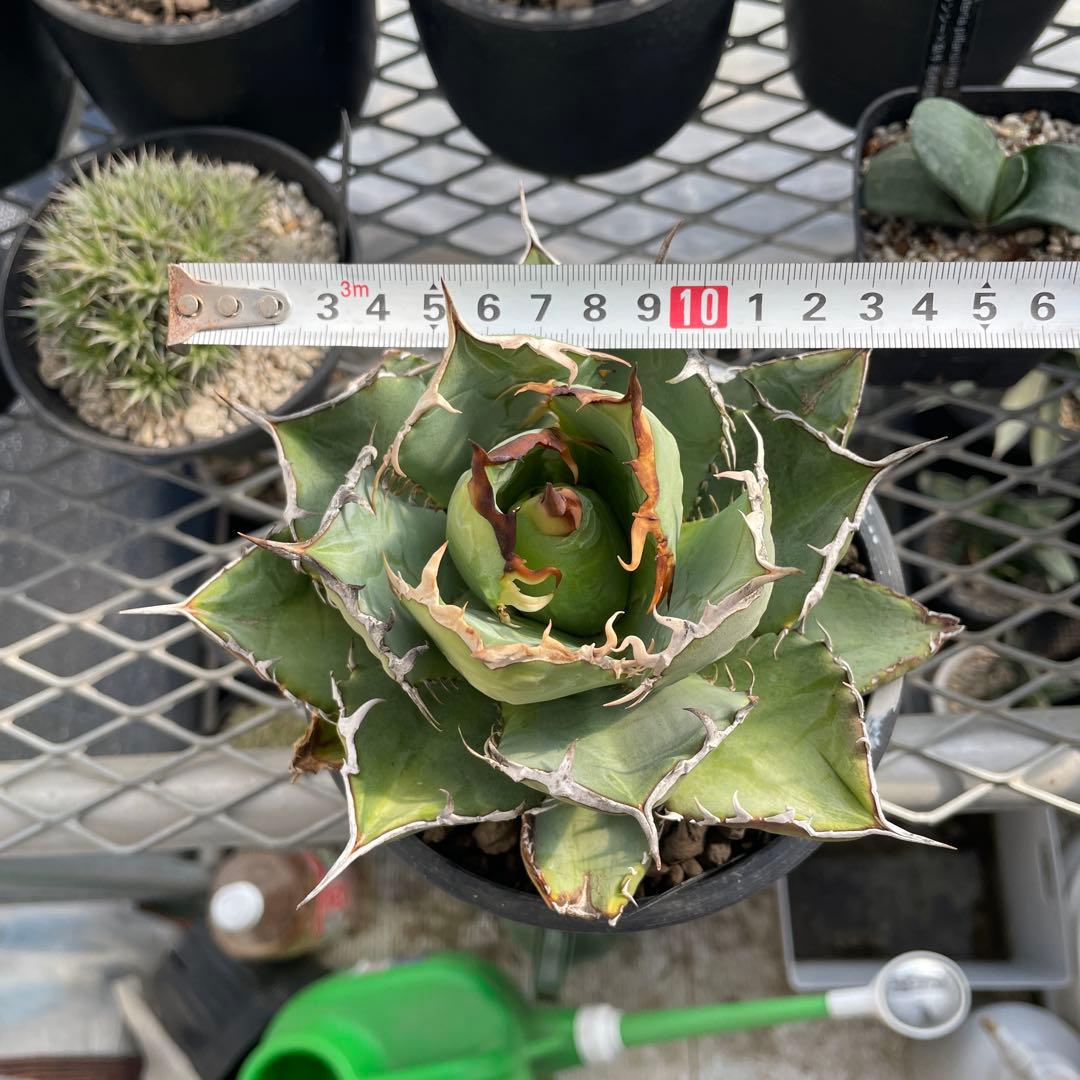アガベ チタノタ ホワイトライノ 白犀牛 シロサイ 5号ブラックポットマーブル