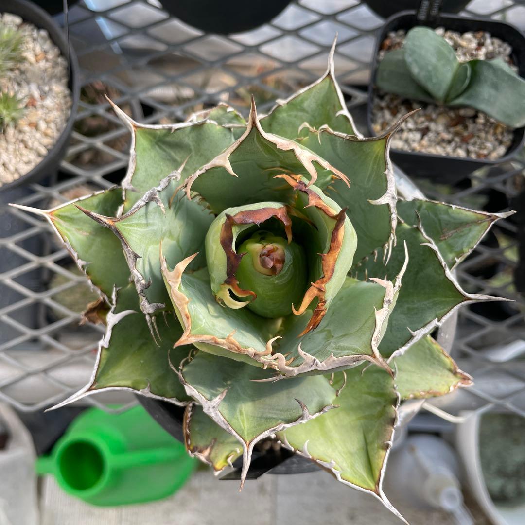 アガベ チタノタ ホワイトライノ 白犀牛 シロサイ 5号ブラックポットマーブル