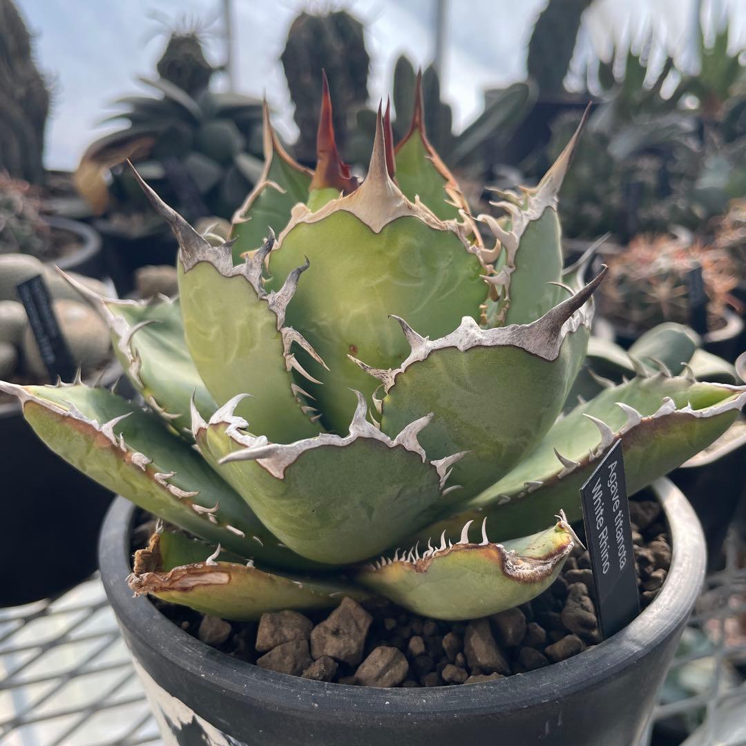 アガベ チタノタ ホワイトライノ 白犀牛 シロサイ 5号ブラックポットマーブル