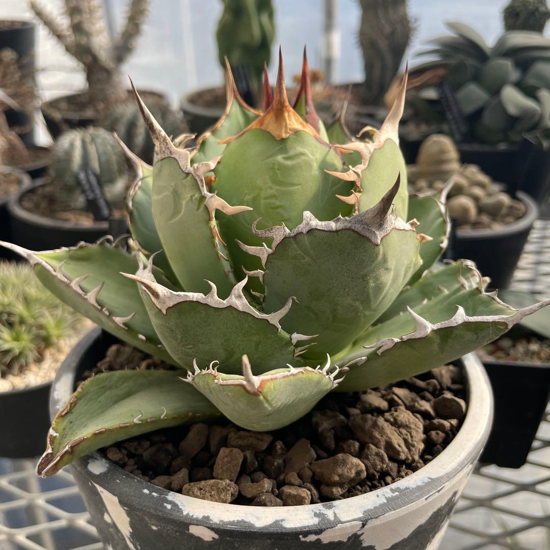 アガベ チタノタ ホワイトライノ 白犀牛 シロサイ 5号ブラックポットマーブル