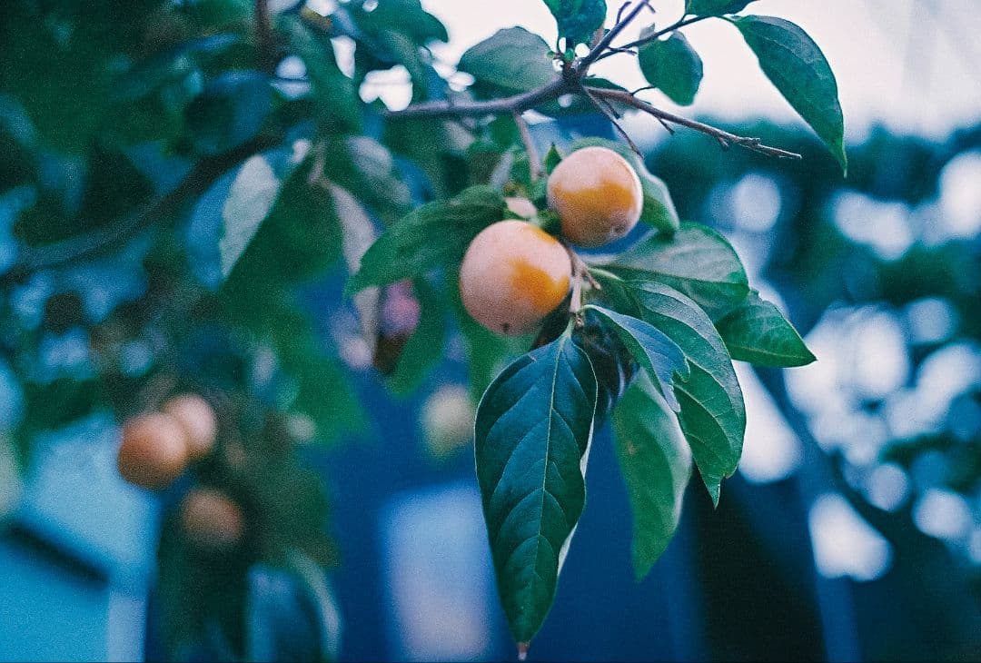 [並品]整備・試写済 OLYMPUS OM-1 + レンズ3本