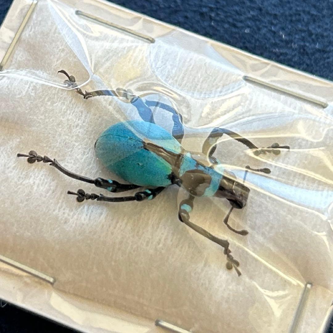 01261 美麗標本　カタゾウムシ