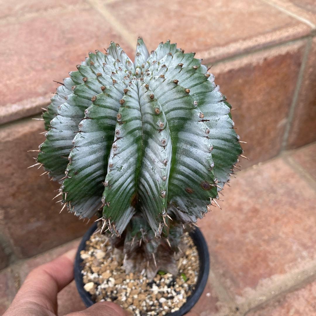 ユーフォルビア　ホリダ