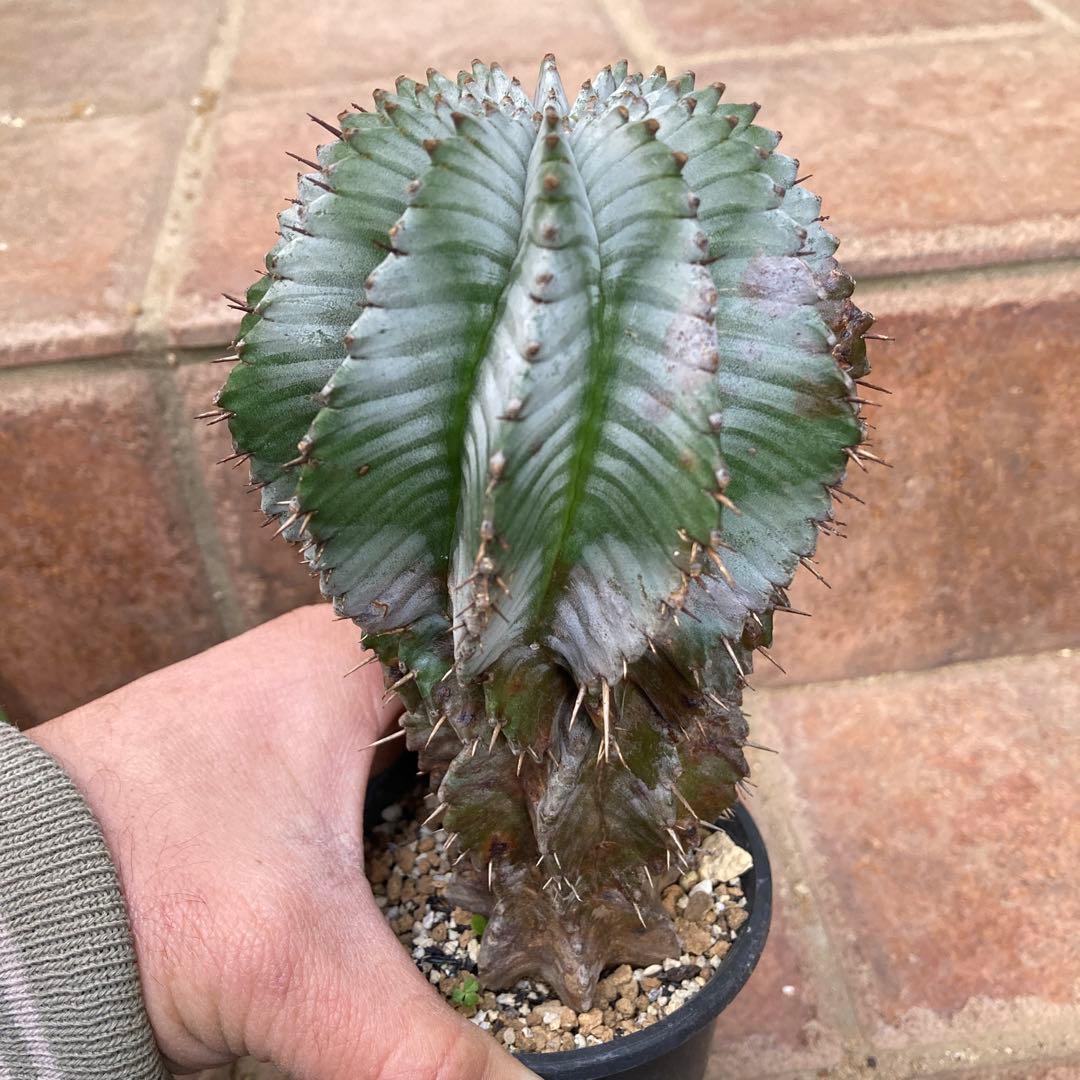 ユーフォルビア　ホリダ