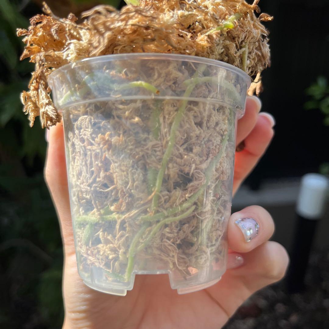 174 Shuar Princess シュアールプリンセス　アンスリウム