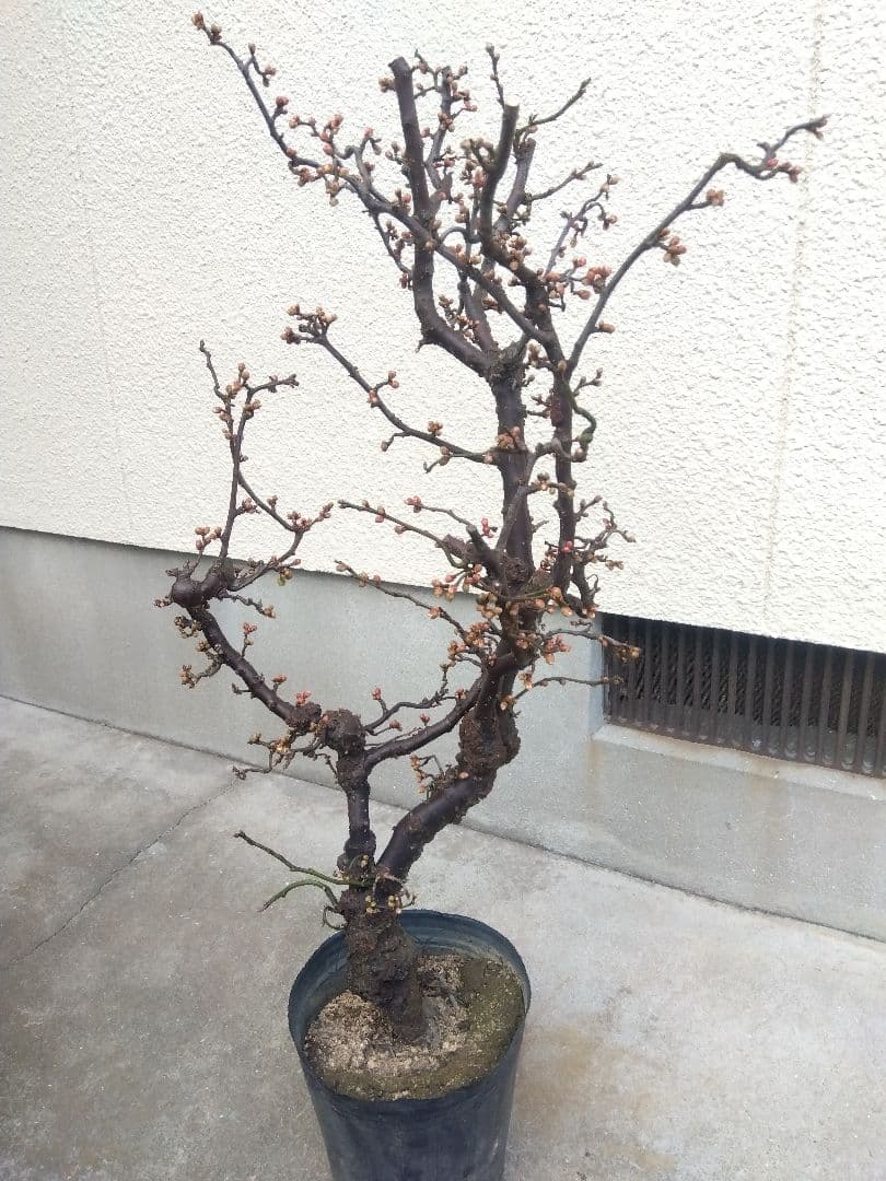 雲龍梅　古木　白花　７号ポットつき　特大❗　②