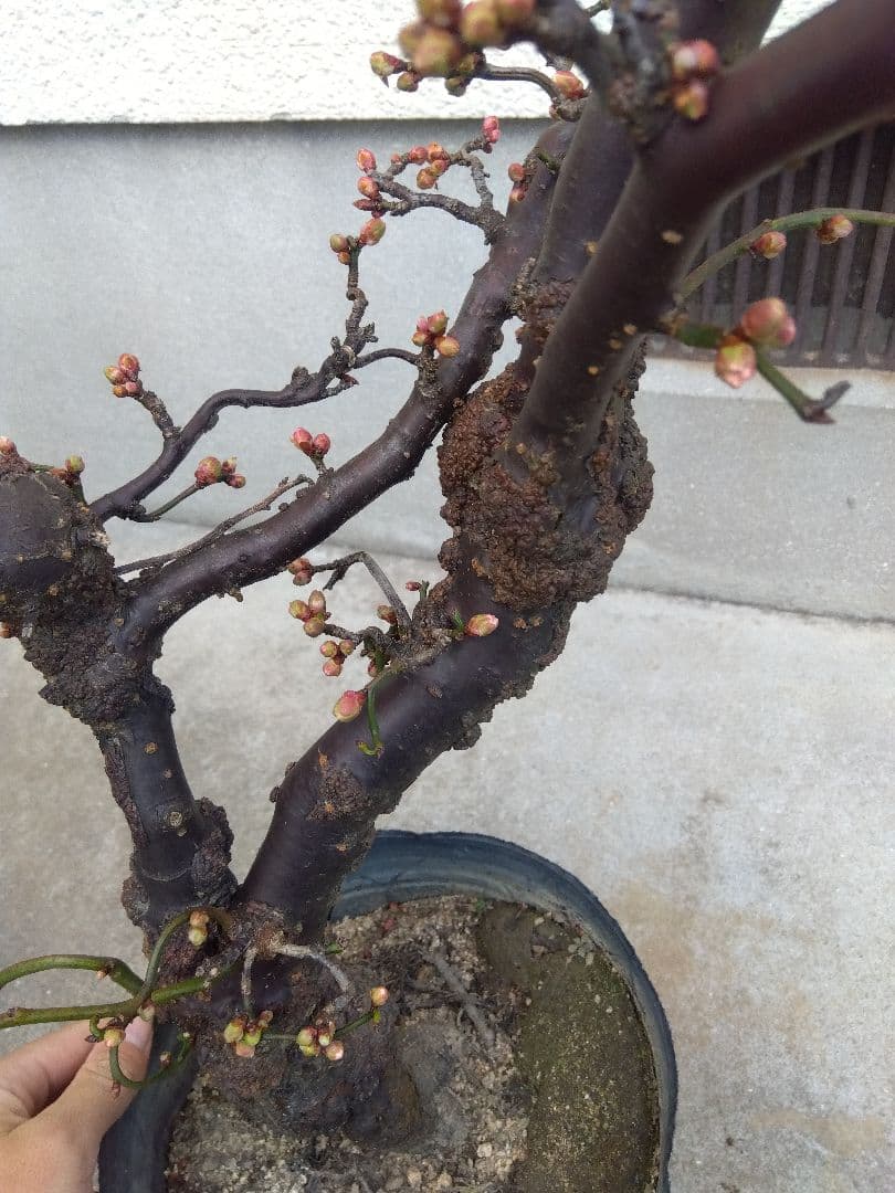 雲龍梅　古木　白花　７号ポットつき　特大❗　②