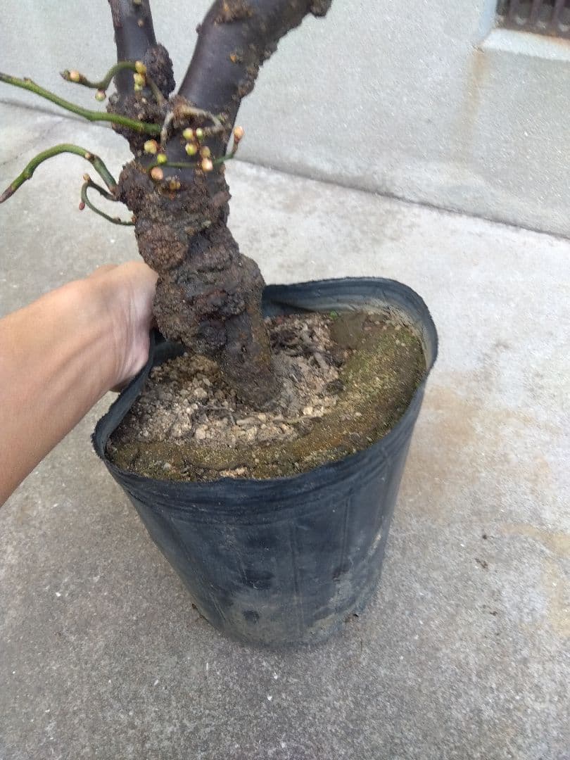 雲龍梅　古木　白花　７号ポットつき　特大❗　②