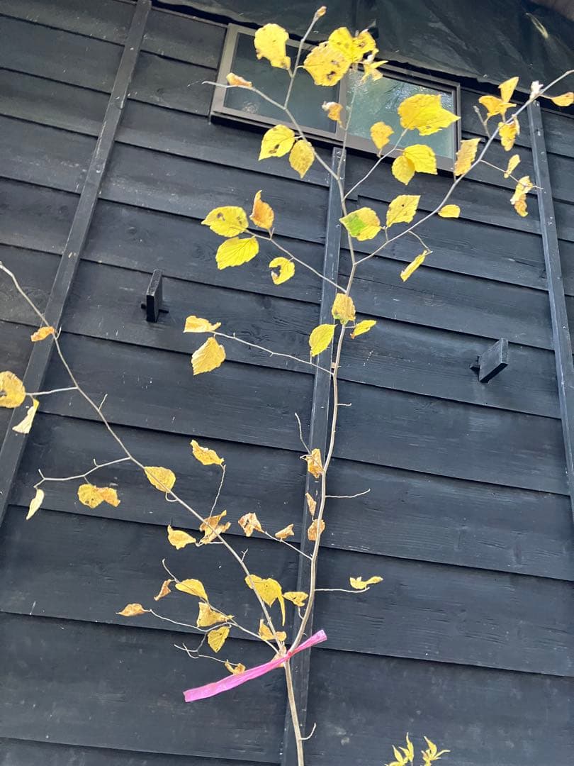 山採り　マンサク　ヤマモミジ　混合株