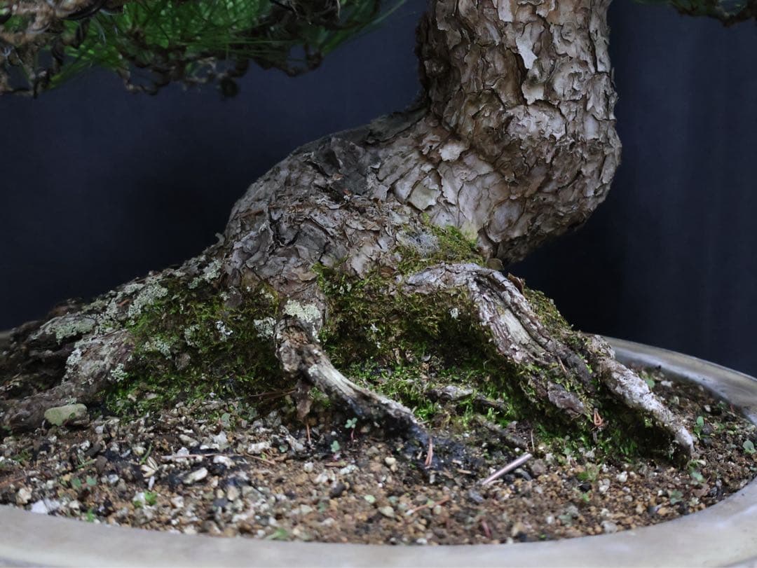 黒松　サバ幹　大品盆栽　古木