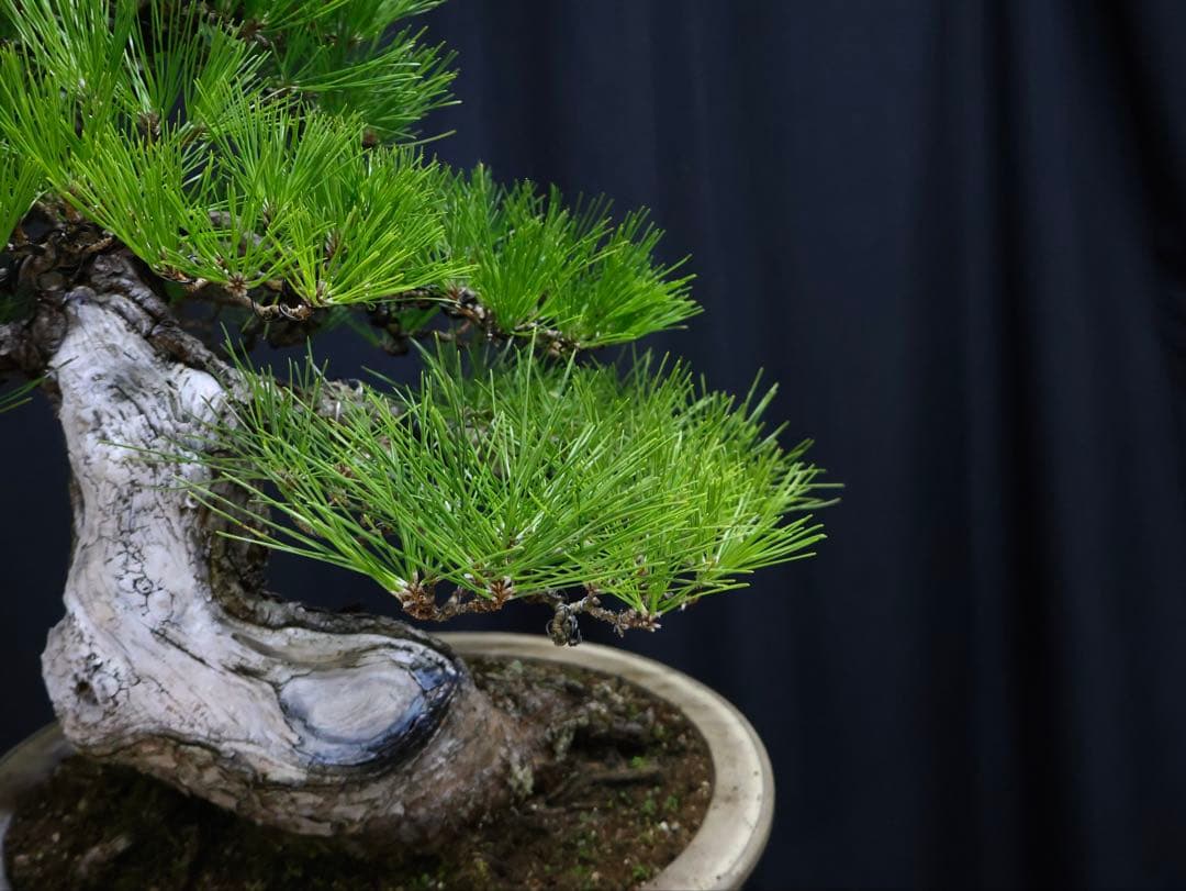 黒松　サバ幹　大品盆栽　古木
