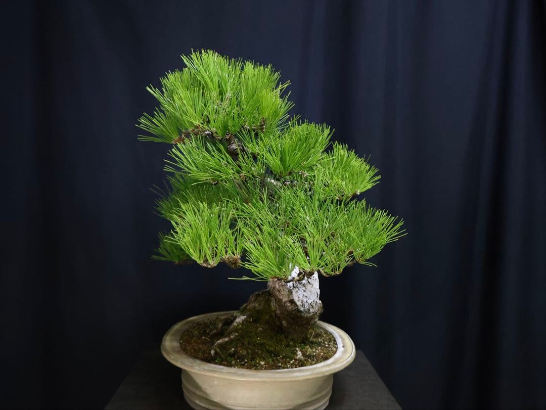 黒松　サバ幹　大品盆栽　古木