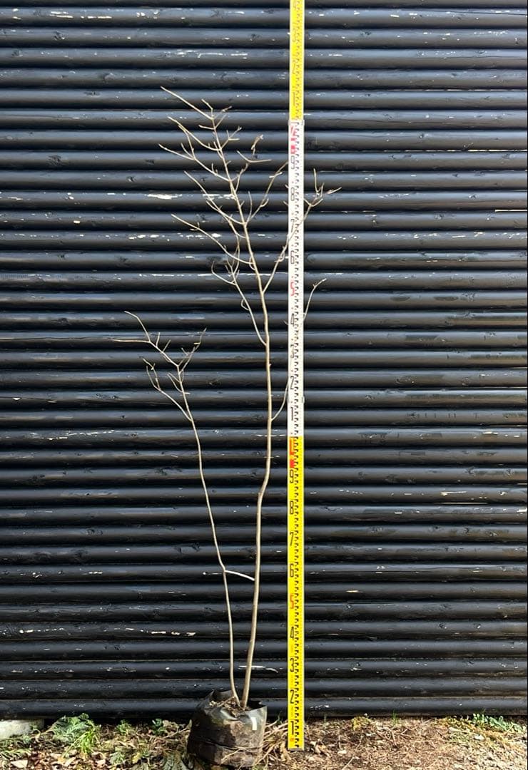 山採り天然　ツリバナ　2本株立ち　13