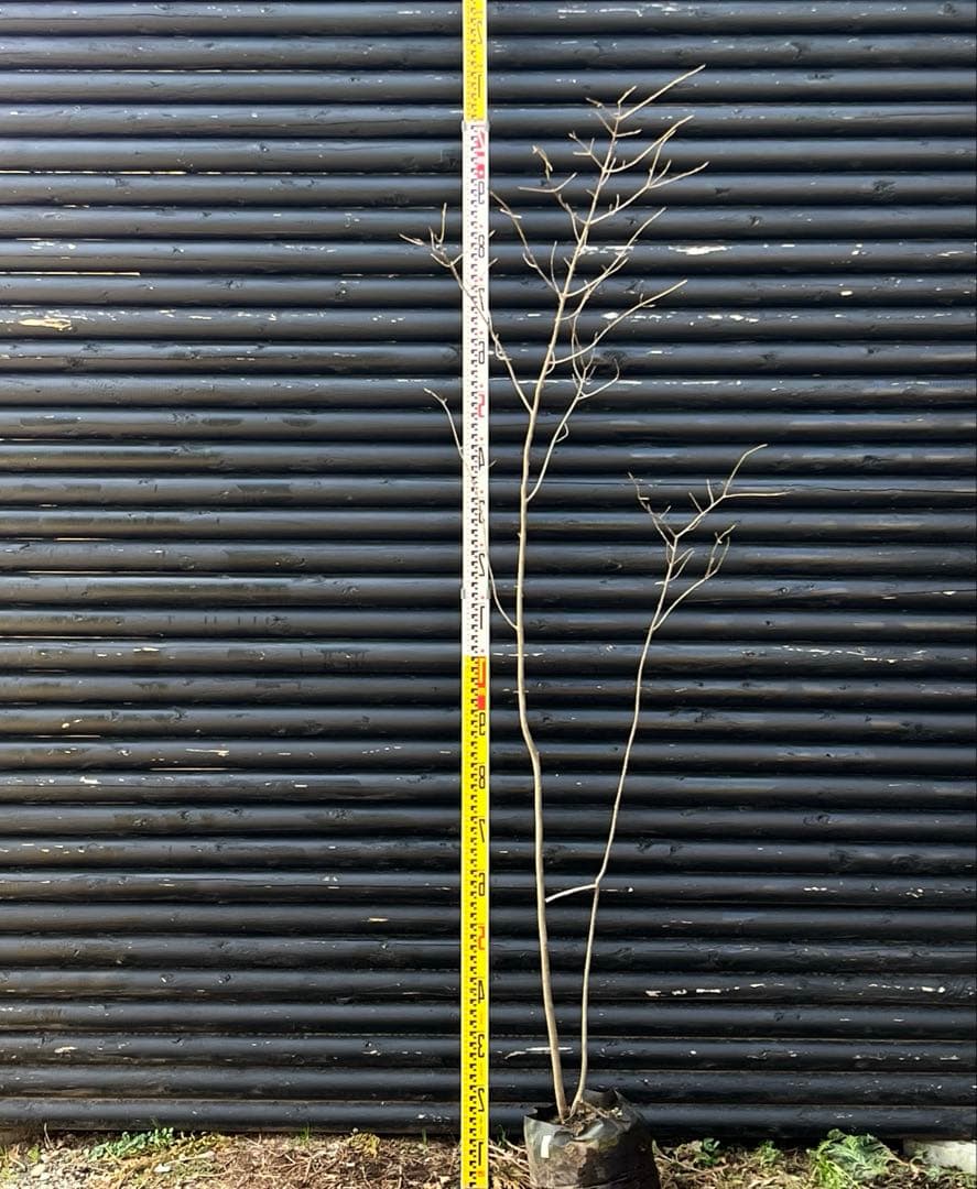 山採り天然　ツリバナ　2本株立ち　13