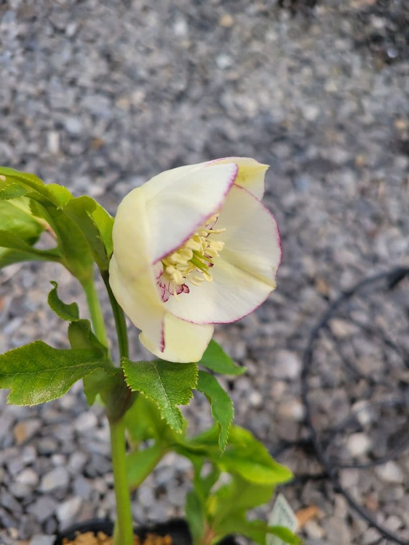 クリスマスローズ　セミダブル　加藤農園