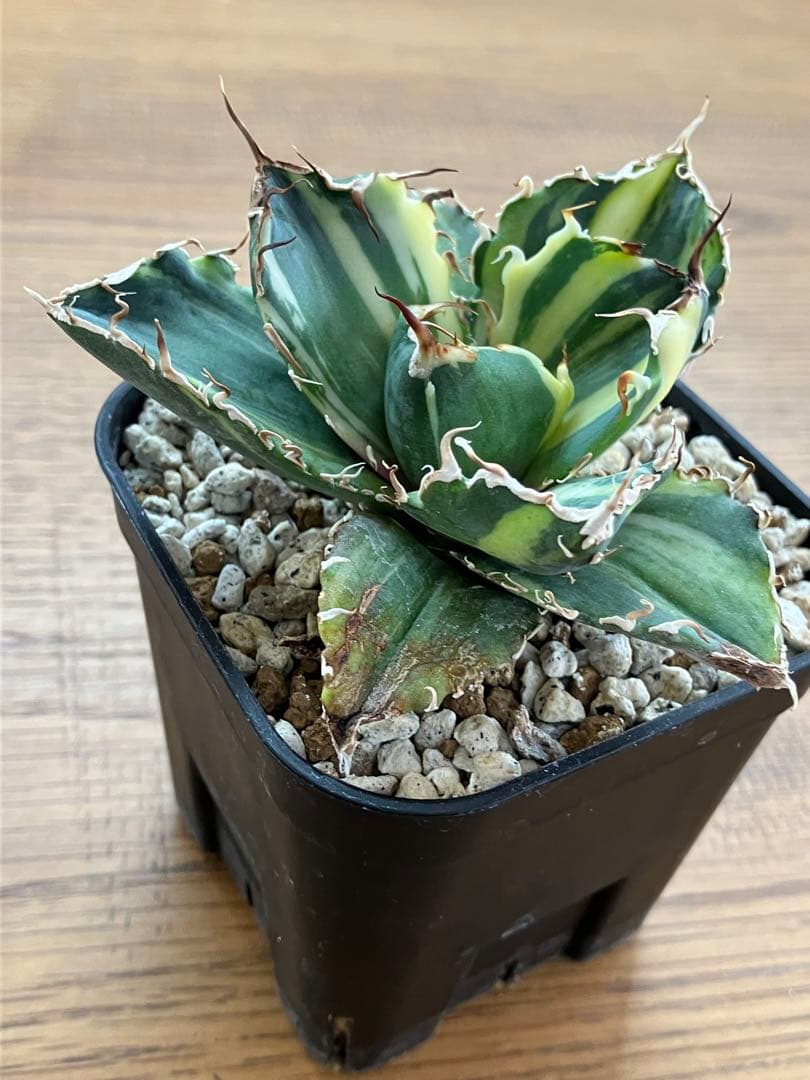 【鉢ごと発送】特大　美株　縞斑　アガべ　チタノタ　白鯨錦　TC