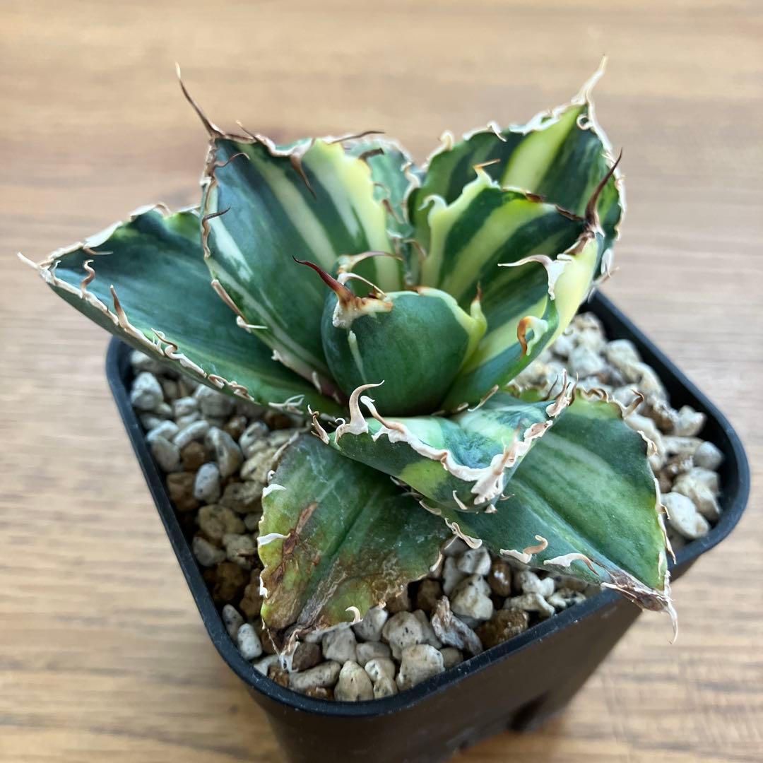 【鉢ごと発送】特大　美株　縞斑　アガべ　チタノタ　白鯨錦　TC