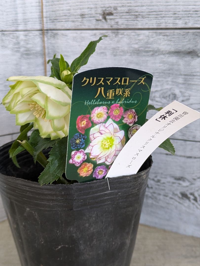 【現品・ポットまま発送】超希少　曽田園芸クリスマスローズ 利休④