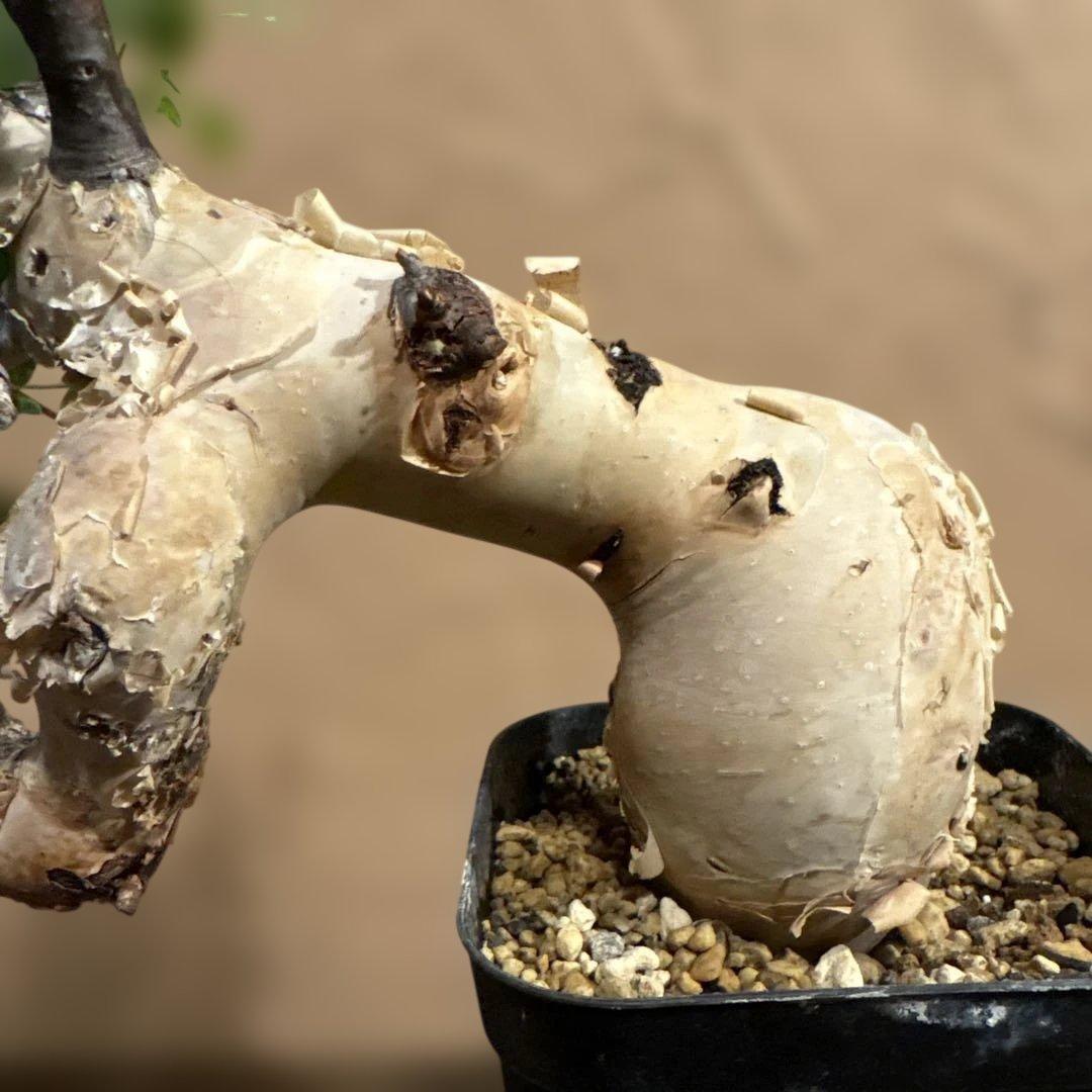 【発根済】cコミフォラカタフ ピュア ソマリア産