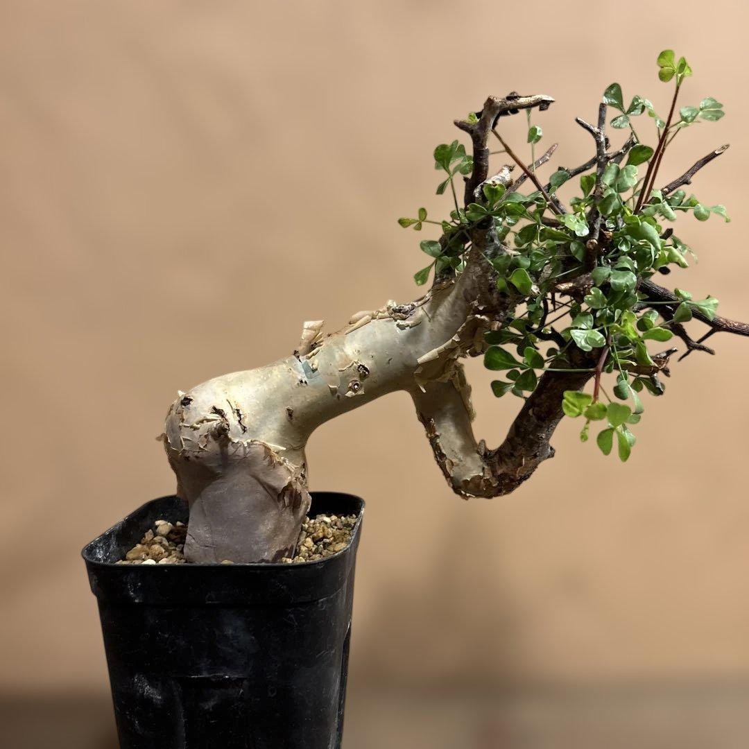 【発根済】cコミフォラカタフ ピュア ソマリア産