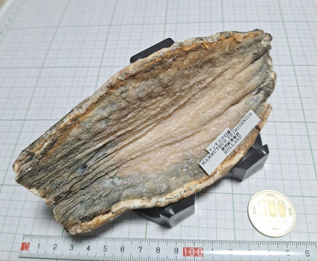 ☆マンモスの臼歯 化石 長いところ約16.5cm/約219.8gになります。