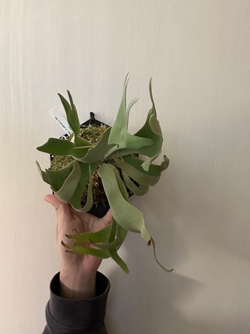 ビカクシダ willinckii mix spore Predator, SPA,Kai 1