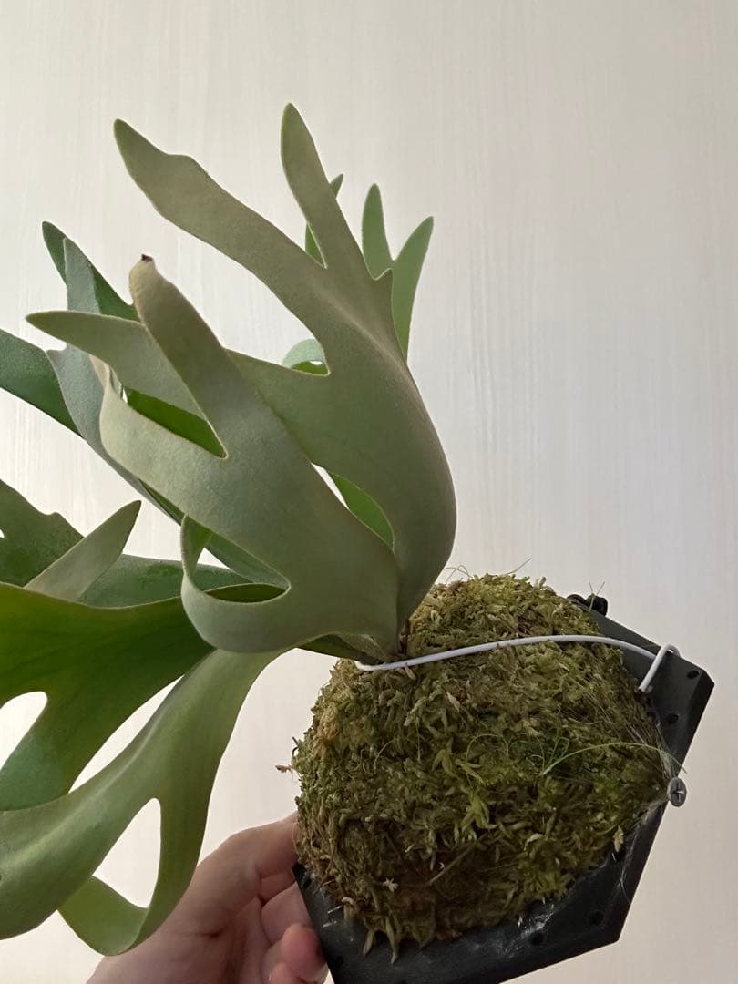 ビカクシダ willinckii mix spore Predator, SPA,Kai 1