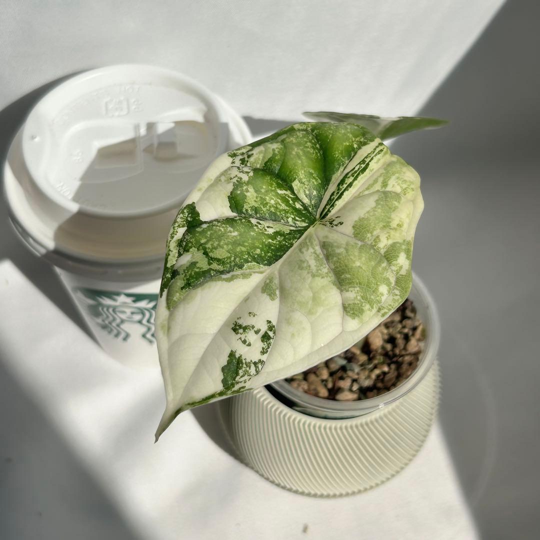 Alocasia Dragon Scale Variegata 【7】