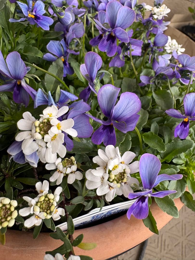 ブルージャスミンのおしゃれな鉢植え大型・スタンド付★ LAURA ASHLEY鉢