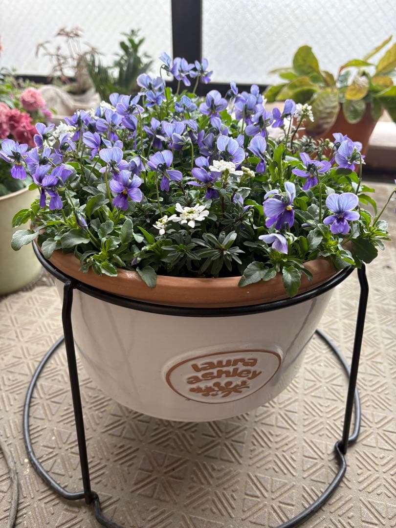 ブルージャスミンのおしゃれな鉢植え大型・スタンド付★ LAURA ASHLEY鉢