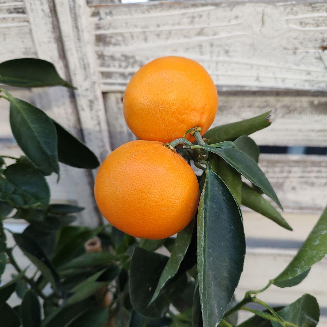 ★*★様 【02】せとか 3年生 登録品種 21cm7号ポリポット入り