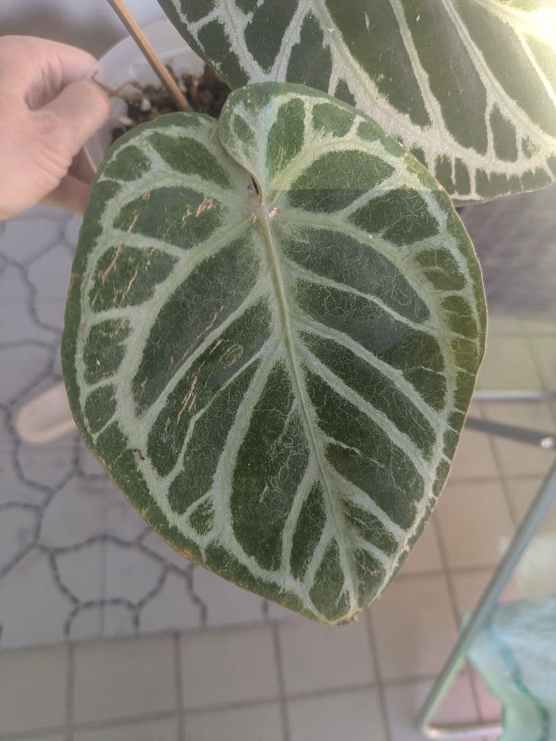 Anthurium アンスリウム　レッドクリスタリナム × KOS