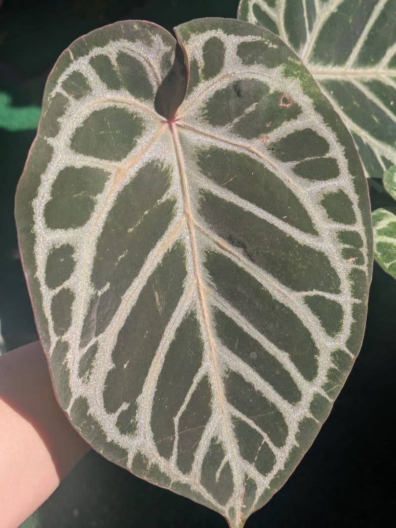 Anthurium アンスリウム　レッドクリスタリナム × KOS