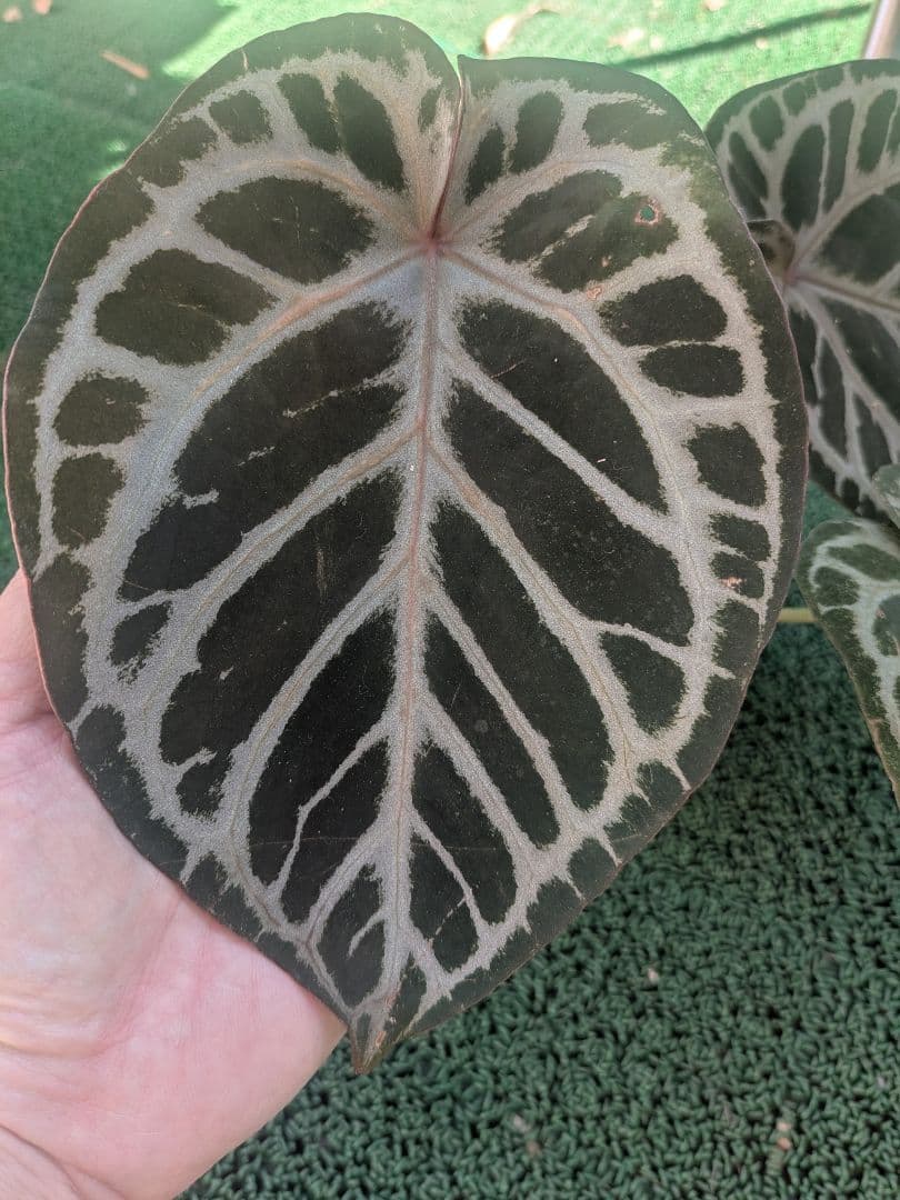 Anthurium アンスリウム　レッドクリスタリナム × KOS