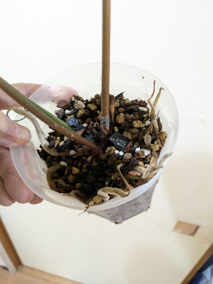 Anthurium アンスリウム　レッドクリスタリナム × KOS