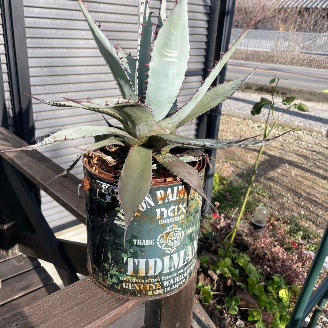 アガベ パリー ネオメキシカーナ