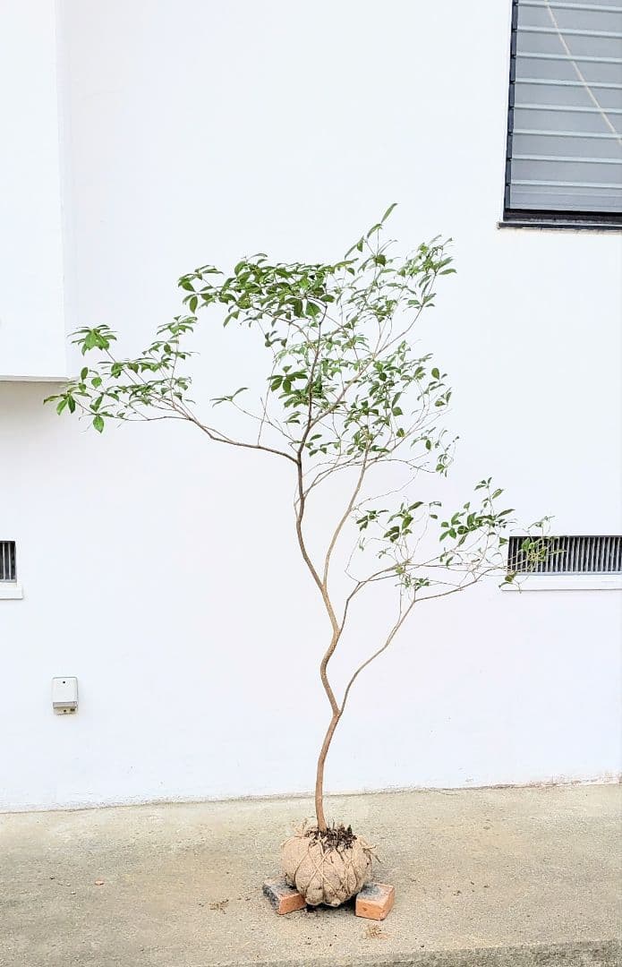 秀。山採りアセビ。