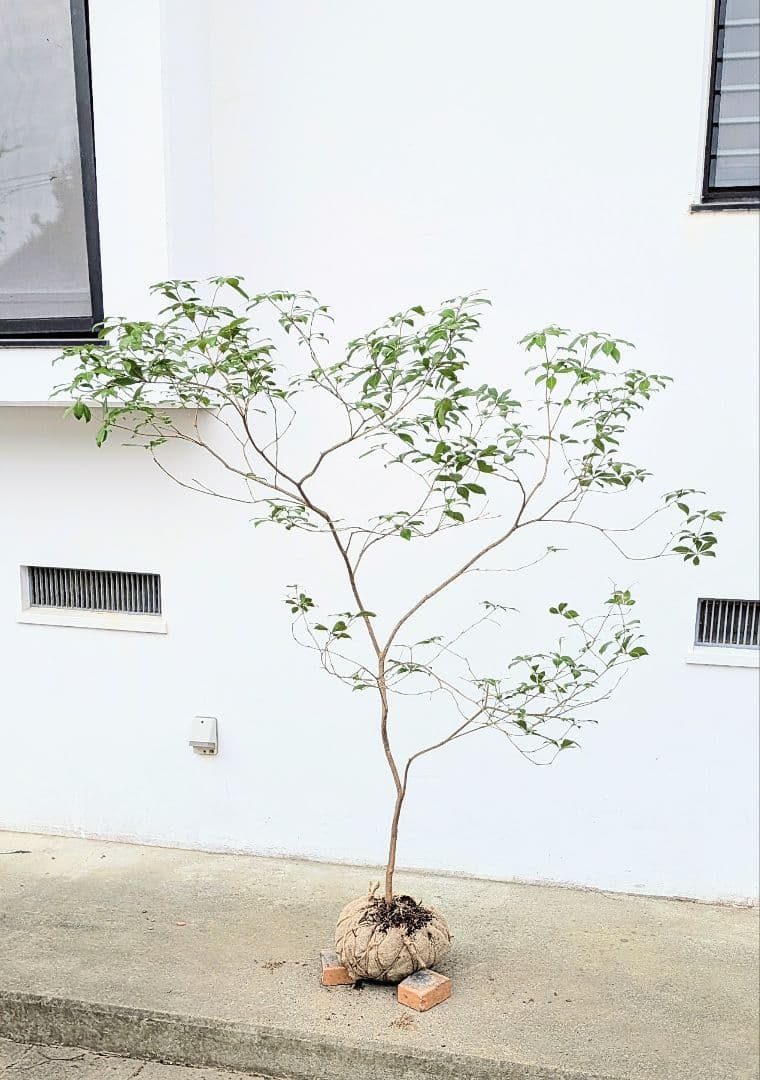 秀。山採りアセビ。