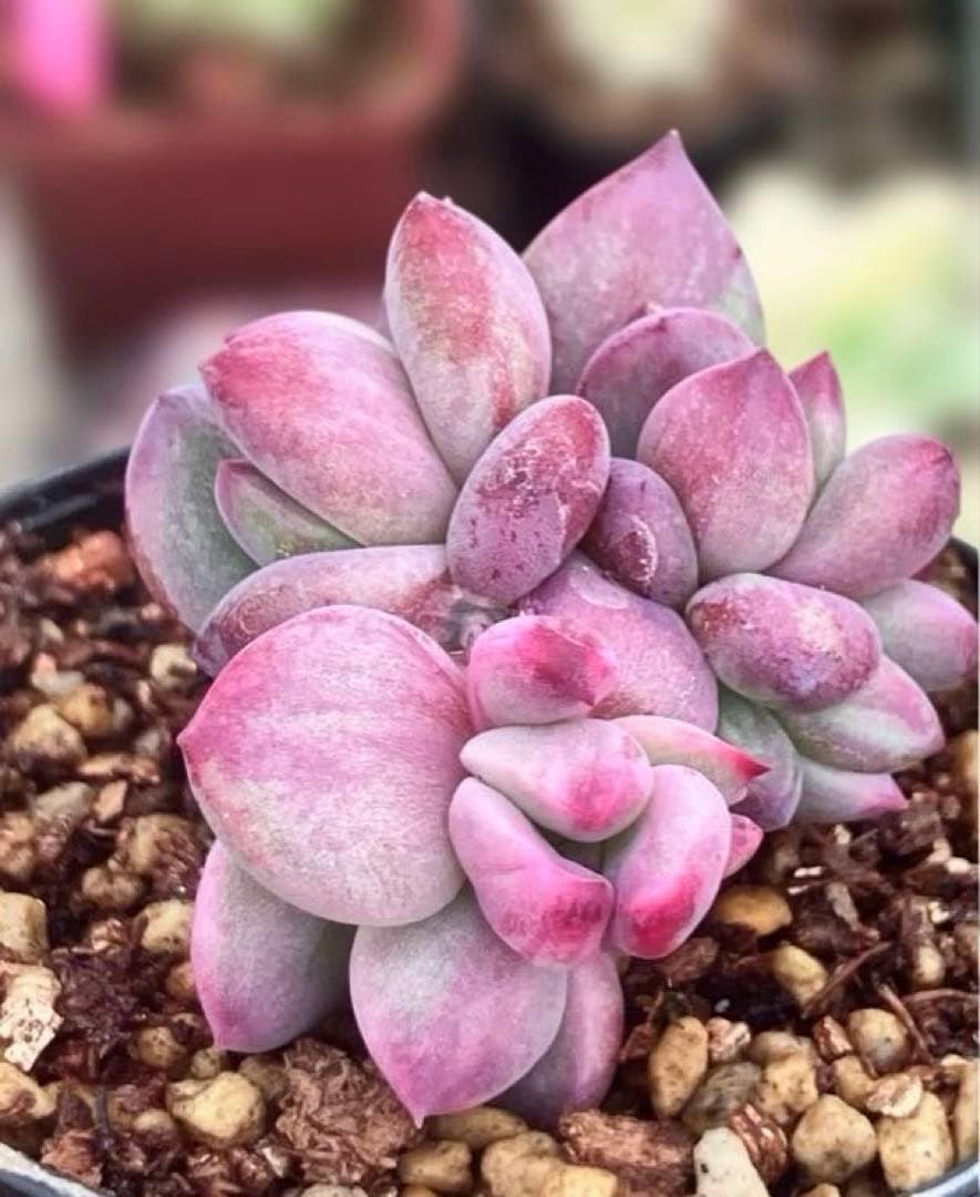 専用　レジョン錦