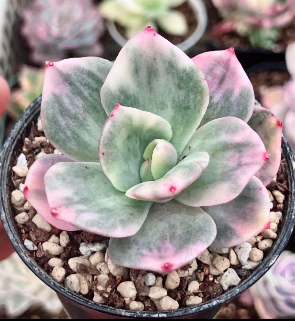 専用　レジョン錦